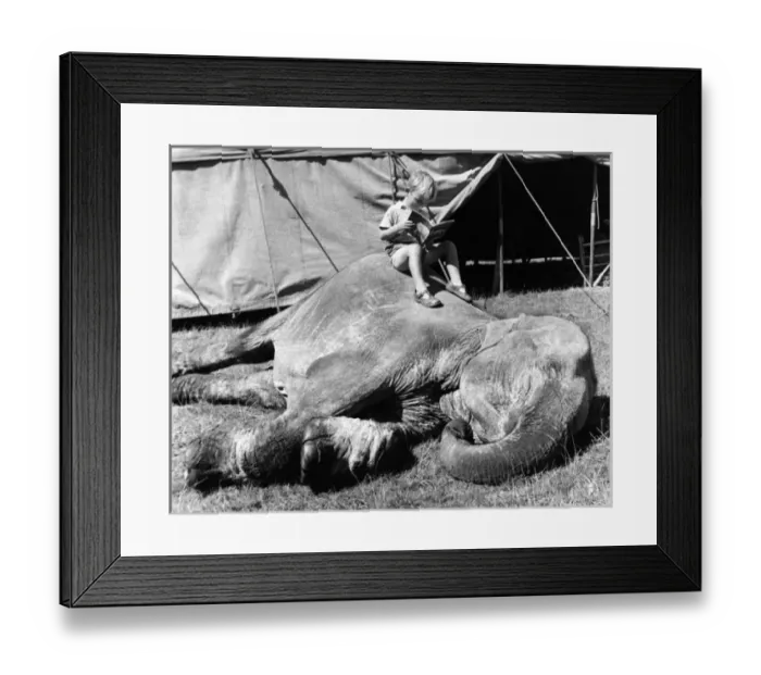 Framed Print : Boy sitting on elephant, Sir Robert Fossetts Circus