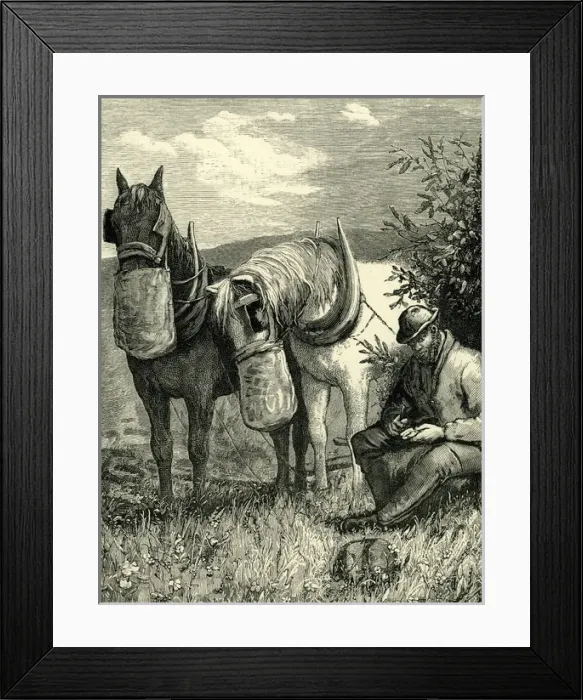 Framed Print : Horses feeding from nosebags Framed Print : Horses feeding from nosebags