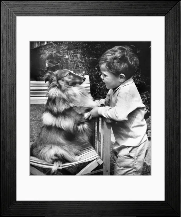 Framed Print : Little boy with pet dog in a garden Framed Print : Little boy with pet dog in a garden
