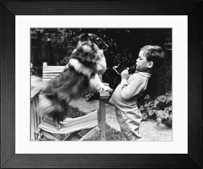 Framed Print : Little boy photographing pet dog in a garden Framed Print : Little boy photographing pet dog in a garden