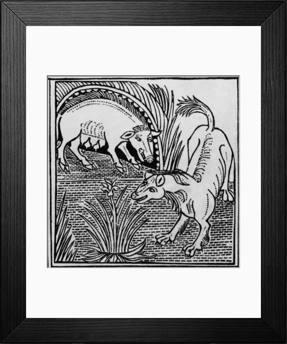 Framed Print : The fox & the boar Framed Print : The fox & the boar
