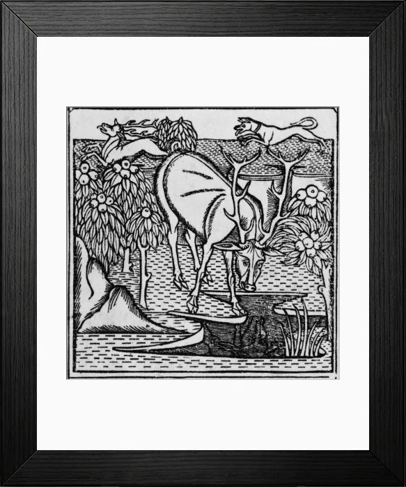 Framed Print : The stag & the pool Framed Print : The stag & the pool