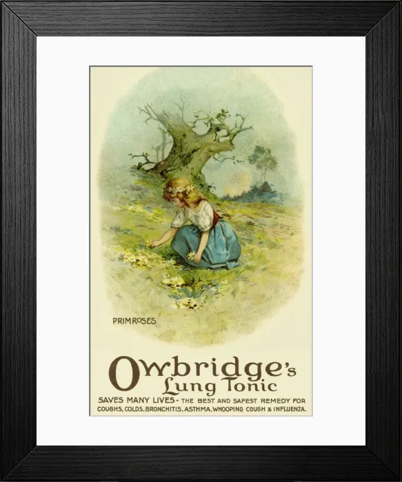 Framed Print : Primroses. Owbridges lung tonic advertising Framed Print : Primroses. Owbridges lung tonic advertising