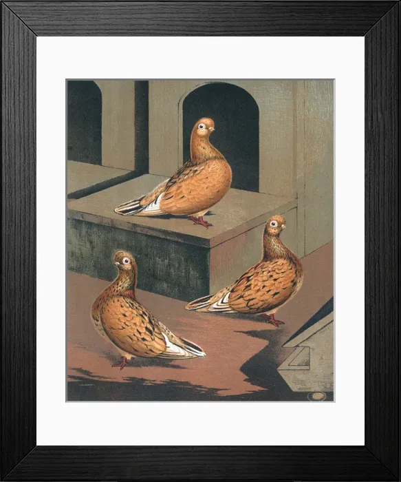 Framed Print : Three Almond Tumbler Hens