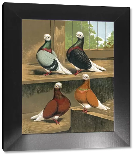 Short-Faced Bald-Headed Pigeons