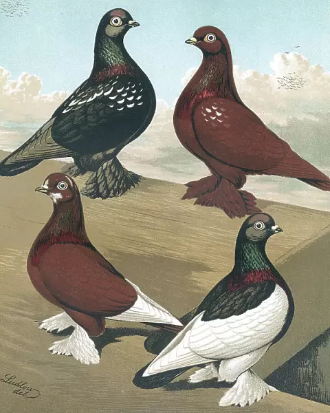 Muffed Flying Tumblers, Pigeons