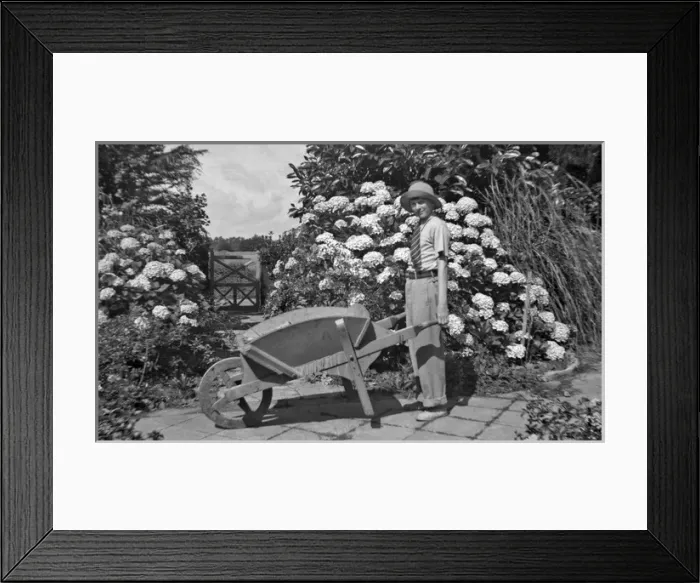 Framed Print : Boy and wheelbarrow in a garden Framed Print : Boy and wheelbarrow in a garden