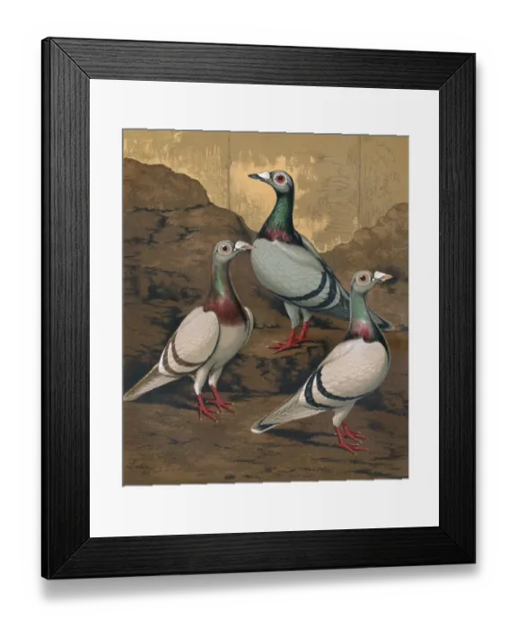Framed Print : Pigeons - Three Dragoons, Birmingham Fancy Framed Print : Pigeons - Three Dragoons, Birmingham Fancy