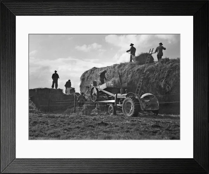 Framed Print : Haymaking in a field Framed Print : Haymaking in a field