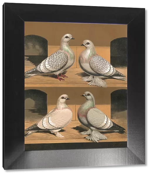 Pigeons - Varieties of Ice Pigeons, Fancy Breed