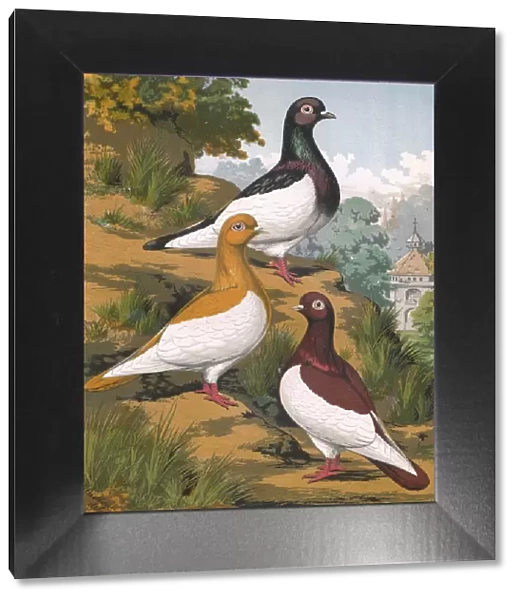 Pigeons - A Portrait of Three Magies, German Toy Breed