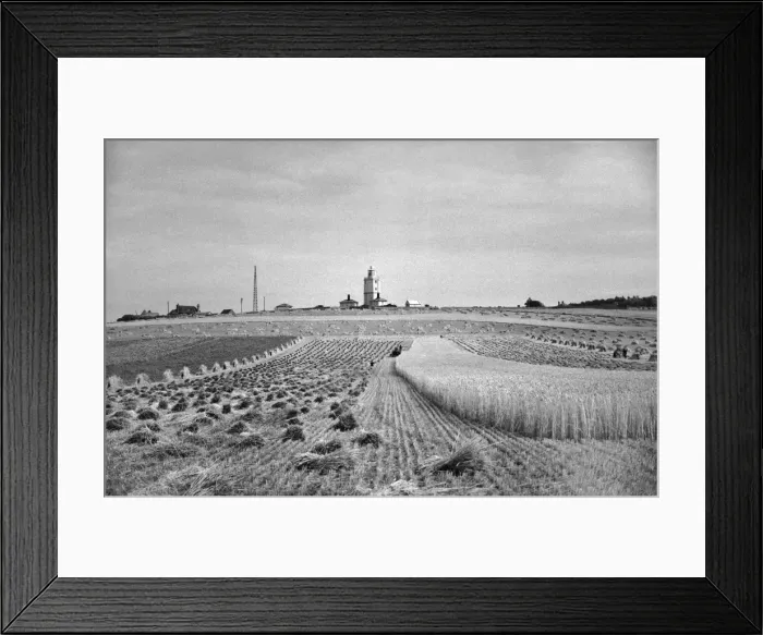 Framed Print : Partly harvested cornfield Framed Print : Partly harvested cornfield