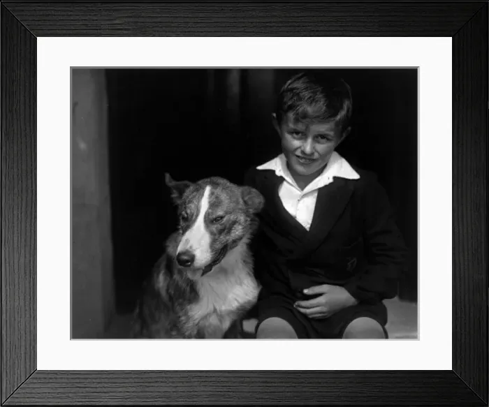 Framed Print : A smiling boy and his bull terrier dog Framed Print : A smiling boy and his bull terrier dog