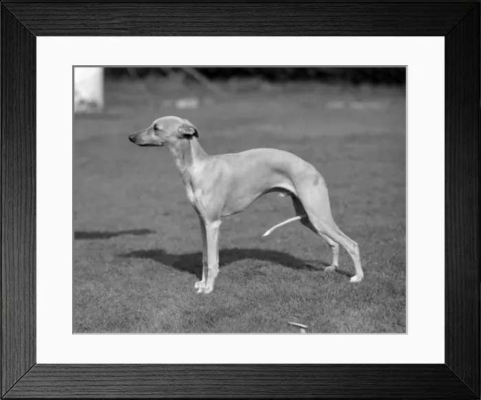 Framed Print : Quickstep of Allways, whippet owned by Mrs M R Jones Framed Print : Quickstep of Allways, whippet owned by Mrs M R Jones