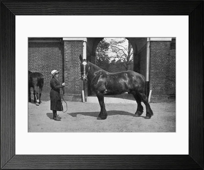 Framed Print : Gwen Aldin at Army Remount Depot, WW1 Framed Print : Gwen Aldin at Army Remount Depot, WW1