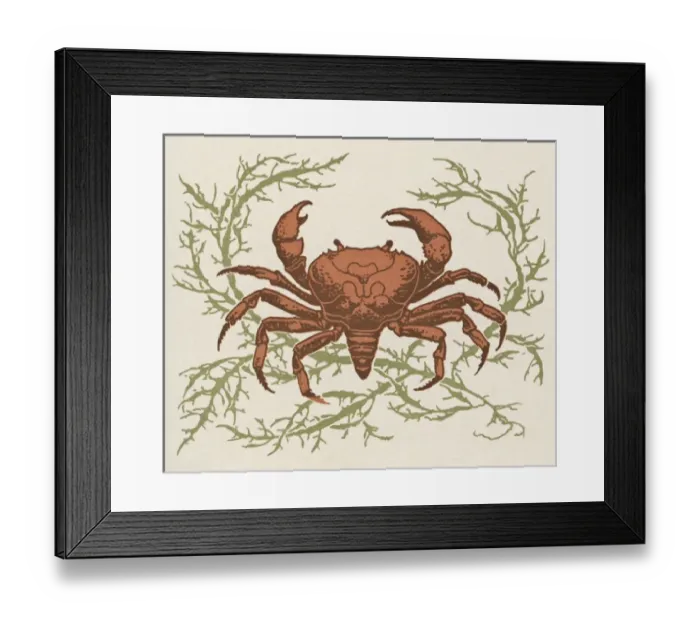 Framed Print : Crab and seaweed Framed Print : Crab and seaweed