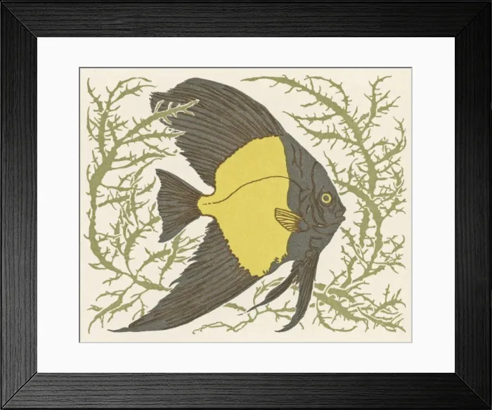 Framed Print : Angel fish swimming through coral Framed Print : Angel fish swimming through coral