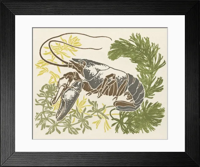 Framed Print : Lobster and seaweed Framed Print : Lobster and seaweed