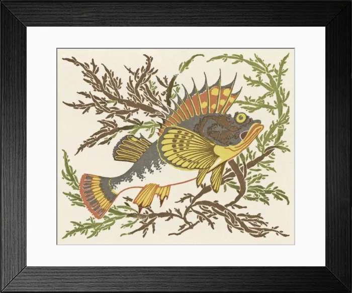 Framed Print : Fish swimming through seaweed Framed Print : Fish swimming through seaweed