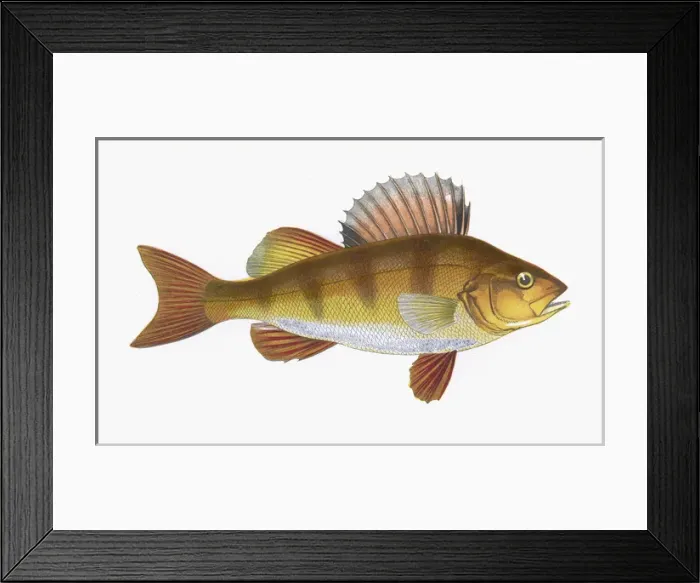 Framed Print : Perca fluviatilis, or European perch Framed Print : Perca fluviatilis, or European perch