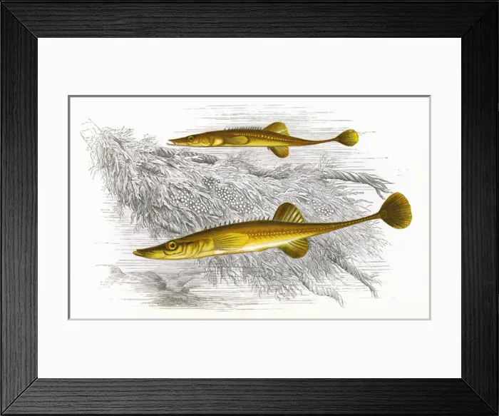 Framed Print : Spinachia spinachia, or Fifteen-Spined Stickleback Framed Print : Spinachia spinachia, or Fifteen-Spined Stickleback