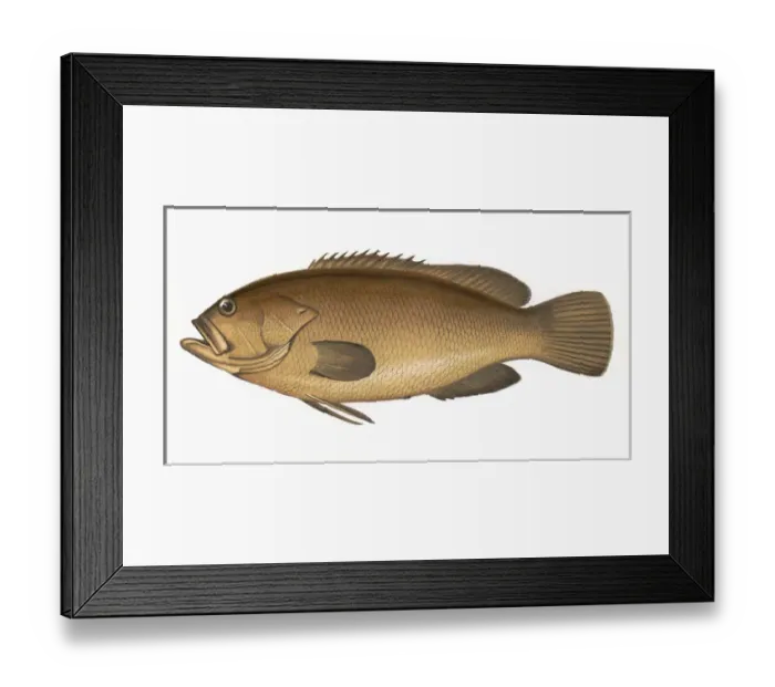 Framed Print : Epinephelus marginatus, or Dusky Perch Framed Print : Epinephelus marginatus, or Dusky Perch