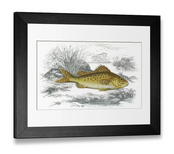 Framed Print : Gymnocephalus cernua, or Eurasian Ruffe Framed Print : Gymnocephalus cernua, or Eurasian Ruffe
