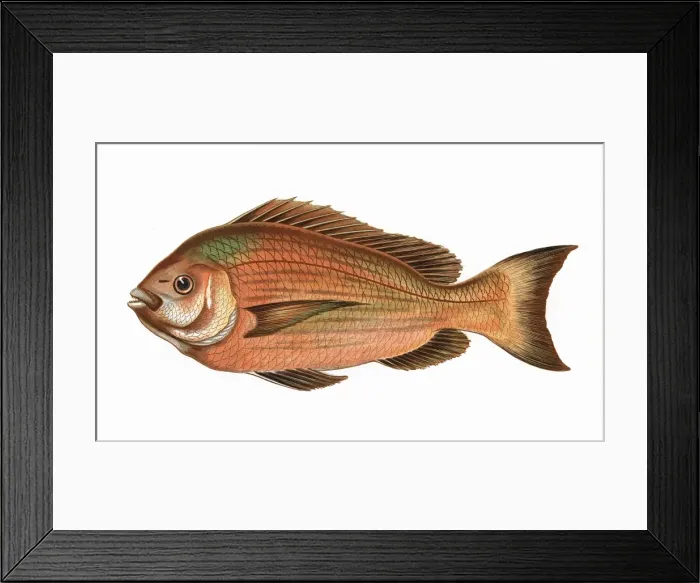 Framed Print : Spondyliosoma cantharus, or Black Seabream Framed Print : Spondyliosoma cantharus, or Black Seabream