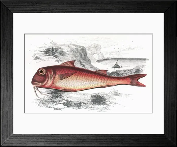 Framed Print : Mullus barbatus, or Red Mullet Framed Print : Mullus barbatus, or Red Mullet