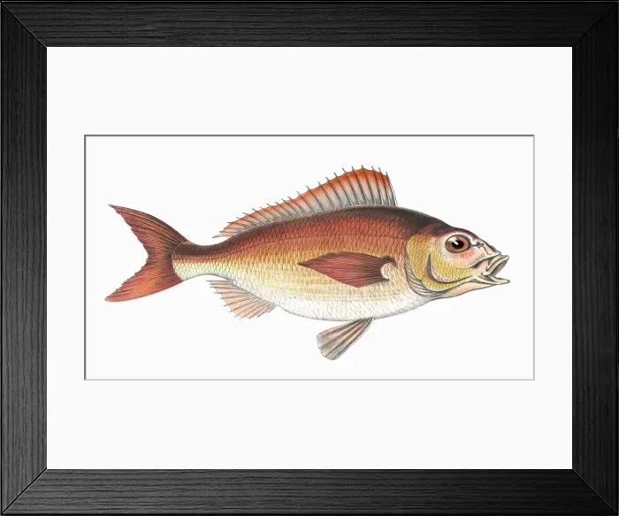 Framed Print : Pagellus Owenii, or Spanish Bream Framed Print : Pagellus Owenii, or Spanish Bream