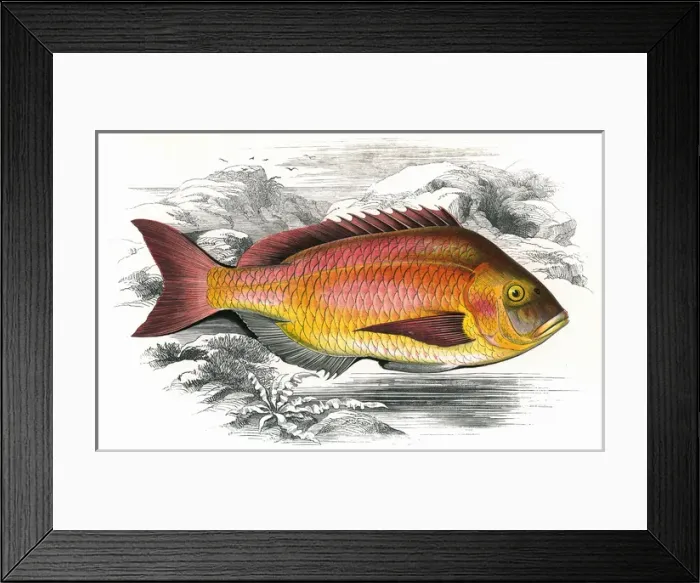 Framed Print : Pagrus pagrus, or Becker Framed Print : Pagrus pagrus, or Becker