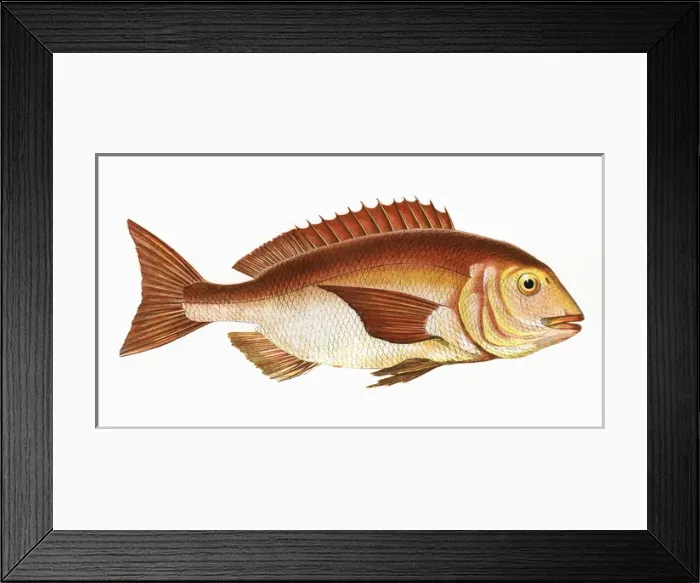Framed Print : Sparus aurata, or Gilt-Head Bream Framed Print : Sparus aurata, or Gilt-Head Bream