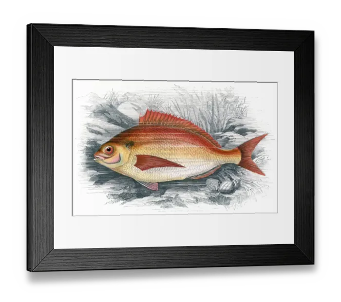 Framed Print : Common Sea Bream, or Brean Framed Print : Common Sea Bream, or Brean