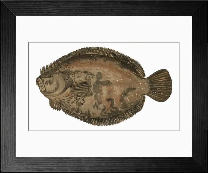 Framed Print : Scophthalmus rhombus, or Brill Framed Print : Scophthalmus rhombus, or Brill