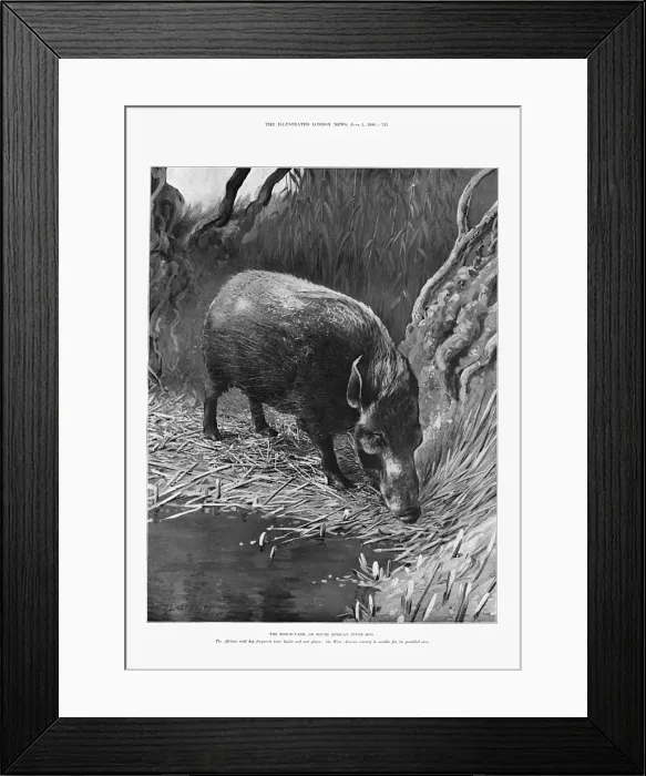 Framed Print : The bosch-vark or South African river hog, 1900 Framed Print : The bosch-vark or South African river hog, 1900
