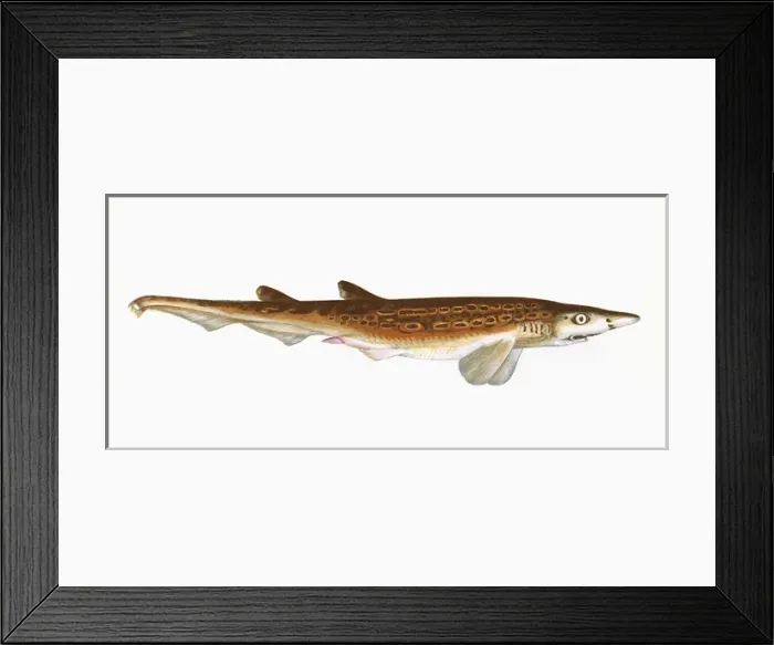 Framed Print : Galeus melastomus, a species of dogfish Framed Print : Galeus melastomus, a species of dogfish