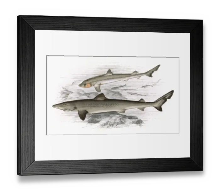 Framed Print : Squalus Galeus, or Toper (adult and young) Framed Print : Squalus Galeus, or Toper (adult and young)