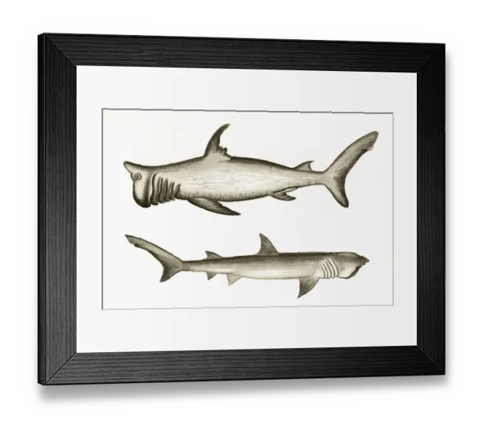 Framed Print : Rashleigh Shark and Broad-Headed Gazer Framed Print : Rashleigh Shark and Broad-Headed Gazer