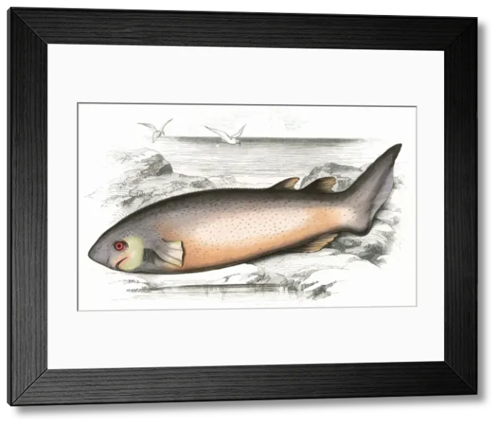 Framed Print : Echinorhinus brucus, or Spinous Shark Framed Print : Echinorhinus brucus, or Spinous Shark