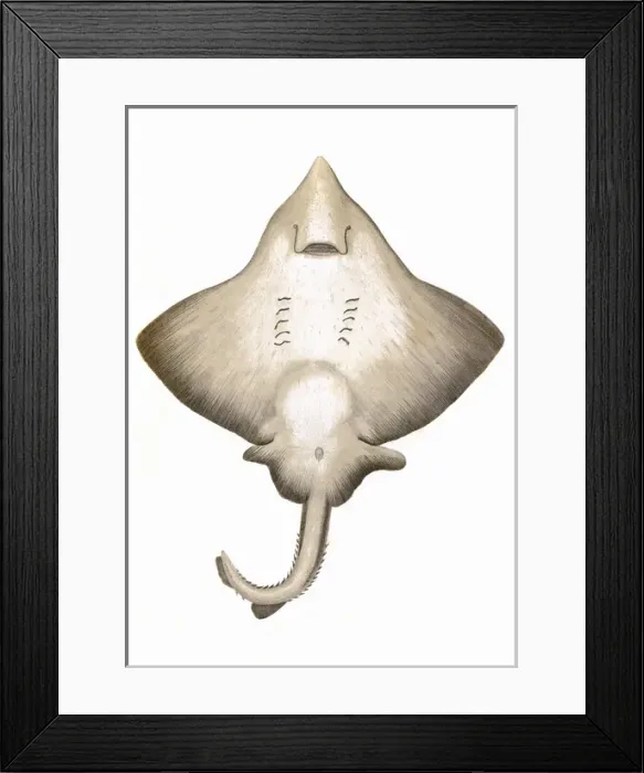Framed Print : Dipturus intermedia, or Flapper Skate Framed Print : Dipturus intermedia, or Flapper Skate