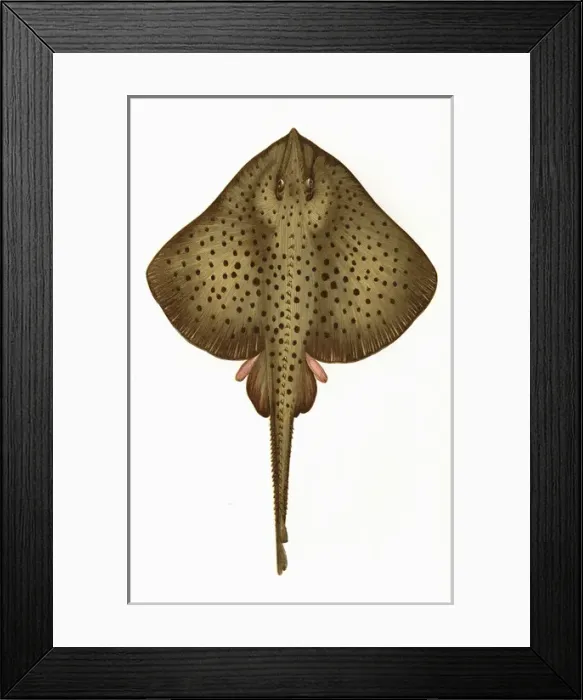 Framed Print : Raia montagui, or Spotted Homelyn Ray Framed Print : Raia montagui, or Spotted Homelyn Ray