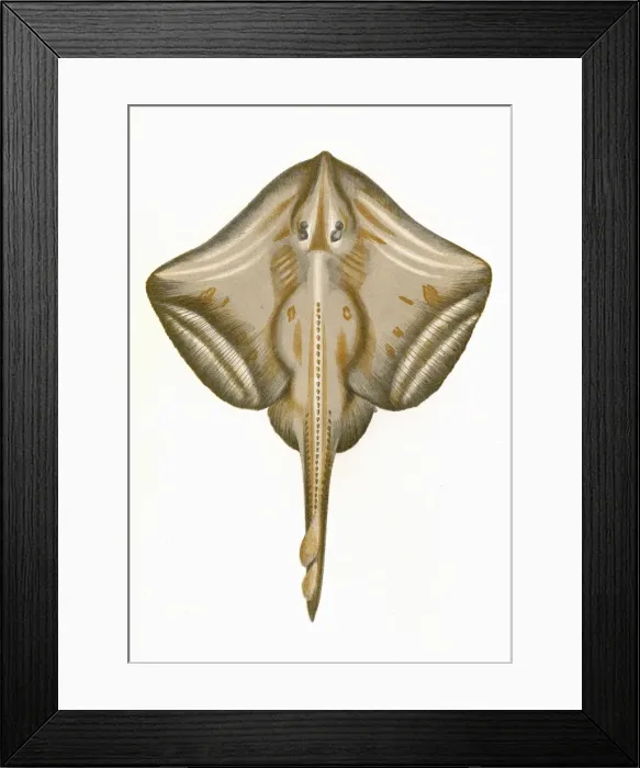 Framed Print : Raia microcellata, or Painted Ray Framed Print : Raia microcellata, or Painted Ray