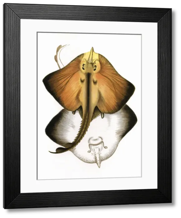Framed Print : Raia marginata, or Bordered Ray Framed Print : Raia marginata, or Bordered Ray