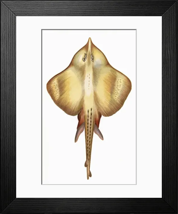 Framed Print : Leucoraja fullonica, or Shagreen Ray Framed Print : Leucoraja fullonica, or Shagreen Ray
