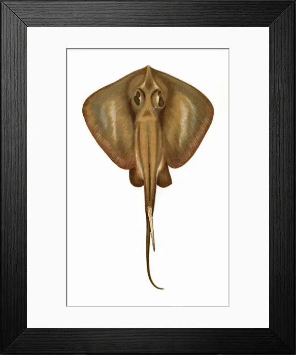 Framed Print : Raia Pastinaca, or Stingray Framed Print : Raia Pastinaca, or Stingray