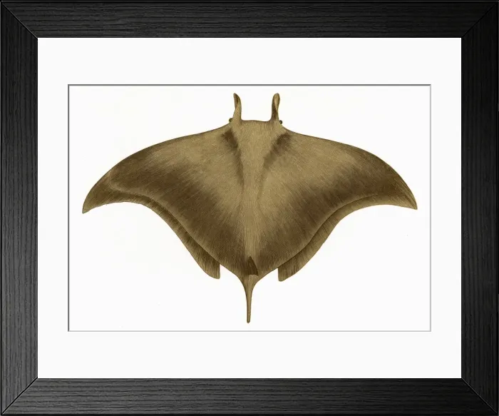 Framed Print : Cephaloptera Giorna, or Ox Ray Framed Print : Cephaloptera Giorna, or Ox Ray