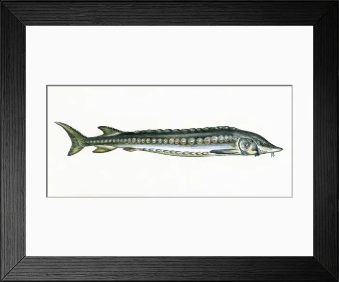 Framed Print : Acipenser sturio, or European sea sturgeon Framed Print : Acipenser sturio, or European sea sturgeon