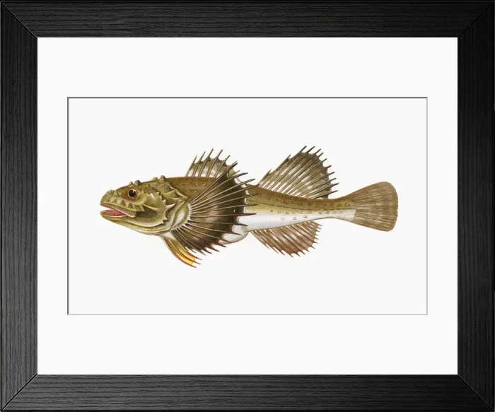 Framed Print : Cottus quadricornis, or Four-Horned Cottus Framed Print : Cottus quadricornis, or Four-Horned Cottus