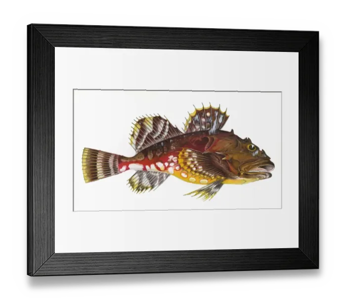 Framed Print : Cottus groenlandicus, or Greenland Bullhead Framed Print : Cottus groenlandicus, or Greenland Bullhead