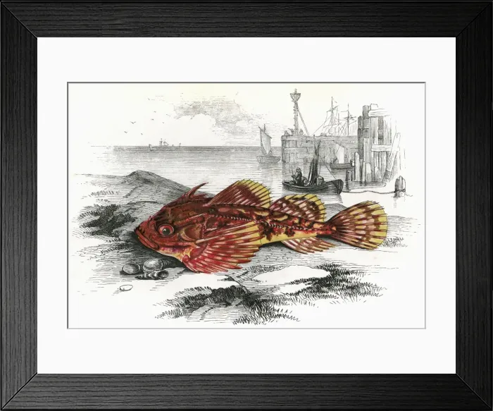 Framed Print : Taurulus Bubalis, or Longspined Bullhead Framed Print : Taurulus Bubalis, or Longspined Bullhead